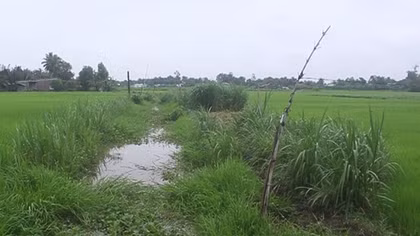 Người phụ nữ bị điện giật chết khi cắt cỏ cho bò ăn
