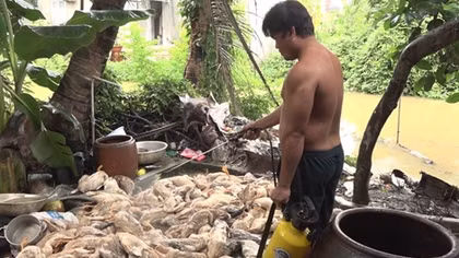 Hàng trăm con vịt nuôi chết bất thường