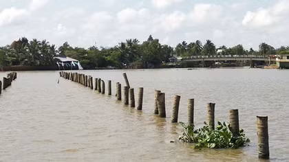 Đóng bãi cọc ngầm trên sông Cổ Chiên không đảm bảo an toàn
