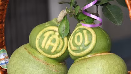 Độc đáo Bưởi Tài Lộc Đồng Sinh