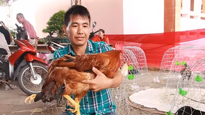 Kỳ lạ gà trống 4 chân, 2 hậu môn