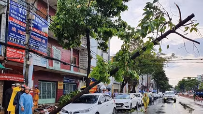 Cần Thơ mưa lớn hàng loạt cây xanh bật gốc, đè lên ôtô