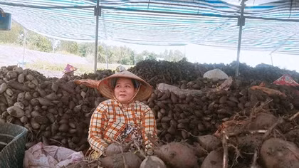 Khoai lang rớt giá thê thảm, nông dân lỗ nặng