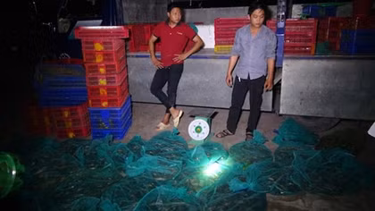 Chết khiếp với hơn 2 tạ rắn bò lổm ngổm trên xe tải