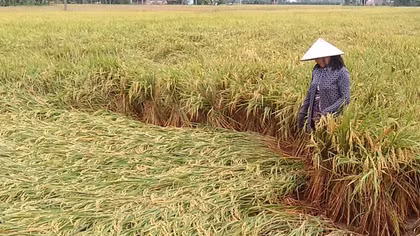 Mưa lớn làm hàng hơn 800ha lúa hè thu ngã đổ
