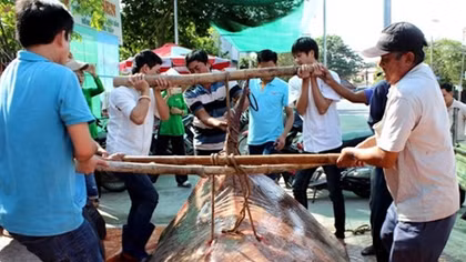 Ngư dân bắt được cá đuối cực khủng, nặng 220 kg trên sông Tiền