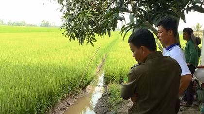 Tử vong do gài điện bẫy chuột