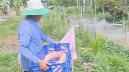Bắt được con cá trê nặng 9 kg, toàn thân có màu trắng