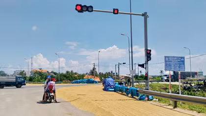 Hiểm họa tai nạn khi đường lộ bị biến thành sân phơi lúa