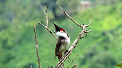 Tặng phẩm trong vườn