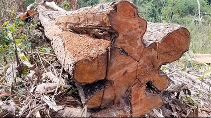 Khó khăn trong ngăn chặn phá rừng Tây Nguyên