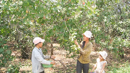 Nông dân trồng điều “khóc” vì mưa trái mùa và dịch bệnh