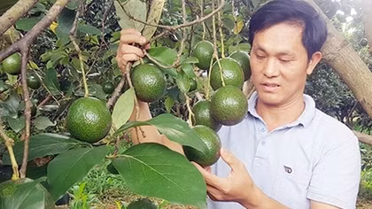 Bơ booth giảm giá, nông dân rớt nước mắt