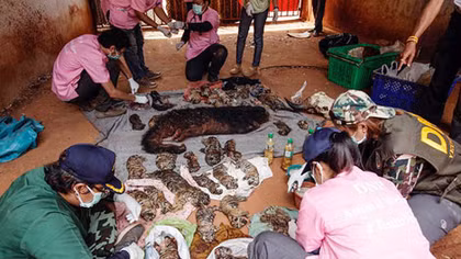 Sốc với những ông "sư hổ mang" đi buôn lậu... hổ