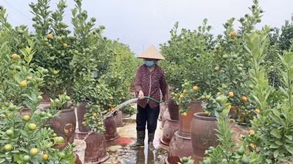 Đào Nhật Tân, quất Tứ Liên đang “ngóng” thời tiết