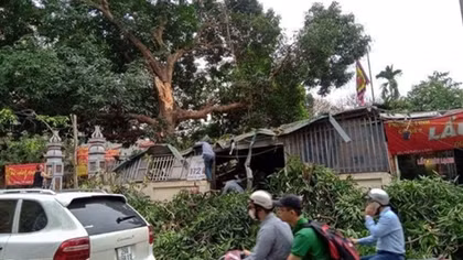 Nhánh muỗm cổ thụ trăm tuổi gãy đổ vào quán ăn 