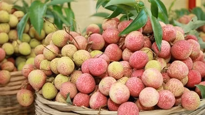 Sự tự tôn của vải thiều