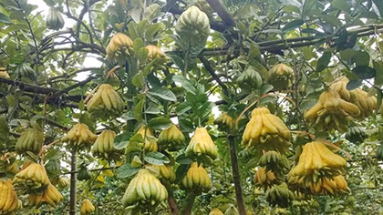 Phật thủ bước vào thời kỳ sôi động nhất năm