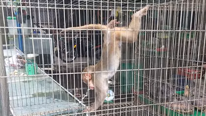 Nhiều cá thể động vật hoang dã được giải cứu 