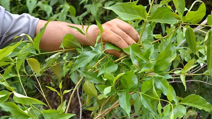 Bố uống rượu say chửi mẹ, con trai ăn lá ngón tự vẫn