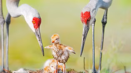 Triển lãm ảnh "Sải cánh hoang dã": Nghệ thuật hướng tới sự giác ngộ