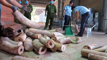 Thu giữ 9,1 tấn ngà voi nguỵ trang trong lô hàng gỗ xẻ