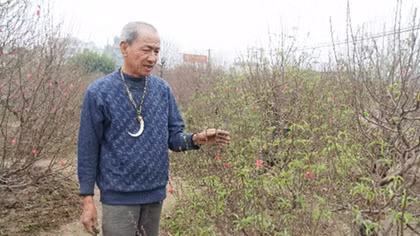 Đào Nhật Tân trúng mùa rực rỡ đón Tết Kỷ Hợi