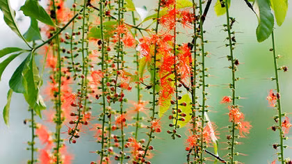 Mùa lộc vừng thay lá
