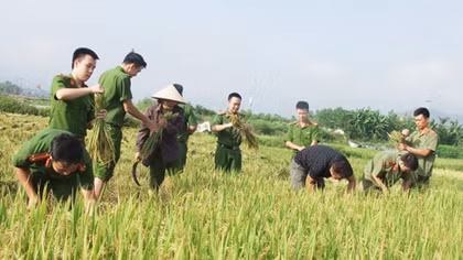 Đoàn viên thanh niên tích cực giúp nhân dân thu hoạch lúa
