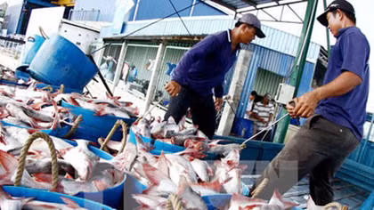 Tín hiệu vui trong xuất khẩu cá tra 