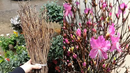 Hoa lạ đang “hót” có độc hại?