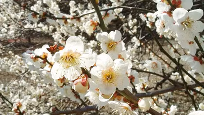 Nhớ hoa mơ Hương Tích