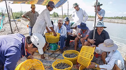 Gỡ những “nút thắt” trong bảo hiểm nông nghiệp