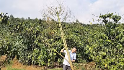 Lộ mặt kẻ đê hèn triệt hạ vườn cây quý