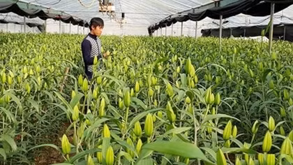 Kẻ gian nhổ trộm 1.400 cây hoa ly gần đến ngày thu hoạch