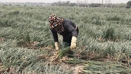 Giải quyết tình trạng ùn ứ nông sản do COVID-19