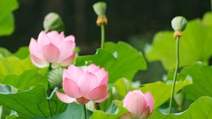 Dân gian hóa và đại chúng hoá!