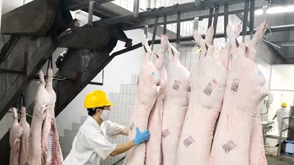 Giá thịt lợn vẫn ngoài vòng kiểm soát