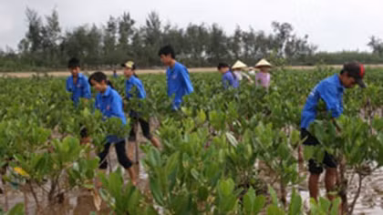 Nhiều sai phạm ở các dự án trồng rừng ngập mặn