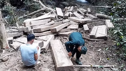 Cục Kiểm lâm vào cuộc vụ bãi tập kết gỗ “khủng” gần trạm bảo vệ rừng