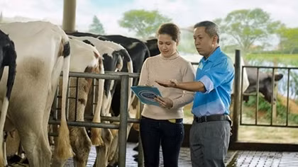 Cô Gái Hà Lan hỗ trợ nông dân hiện đại hóa quy trình nuôi bò sữa