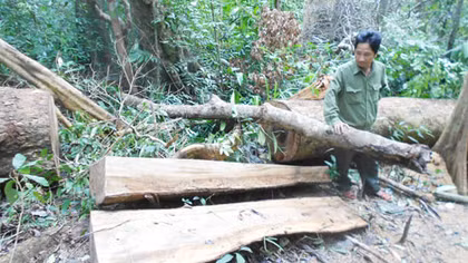 Hàng loạt cây gỗ dổi cổ thụ trong khu vực cấm bị đốn hạ