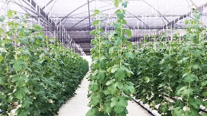 Đầu tư vào nông nghiệp công nghệ cao: “Thảm đỏ” không trải sẵn
