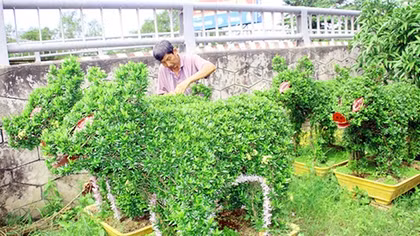 Hoa cảnh Cái Mơn vào vụ Tết