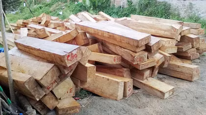Rừng pơ mu chảy máu