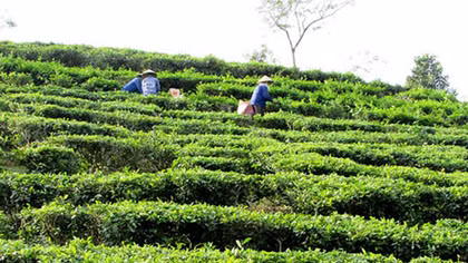 Vi phạm về quản lý, sử dụng đất nông, lâm trường quốc doanh ở Hà Giang