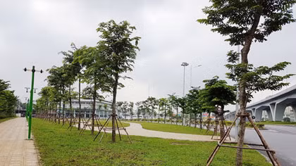 Hà Nội: hoàn thành hơn 46% Chương trình 1 triệu cây xanh