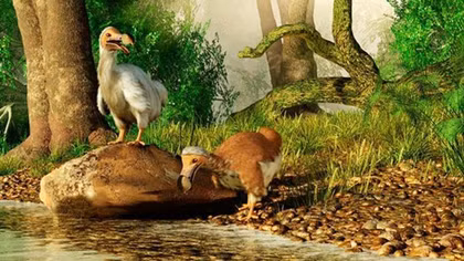 Bi kịch của loài chim ngỡ chỉ có trong truyện cổ tích
