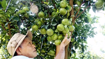 Nhà vườn đồng bằng sông Cửu Long chuẩn bị vụ trái cây Tết