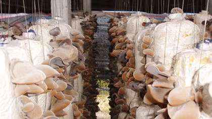 Nhiều mô hình thanh niên khởi nghiệp thành công trong nông nghiệp